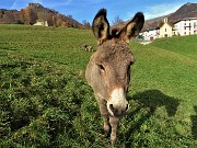 13 Asinelli al pascolo mi accolgono nei prati di Reggetto